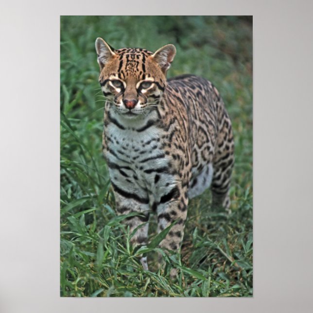 Poster OCELOTE (Leopardus pardalis) AMÉRICA CENTRAL (Frente)