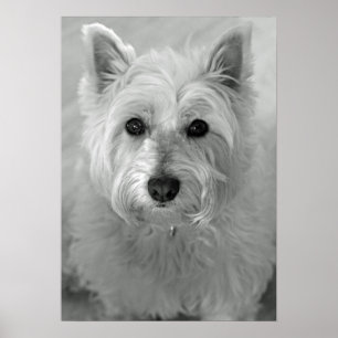 Poster ocidental impressionante do cão de Terrier