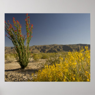 Pôster Ocotillo e Desert Senna