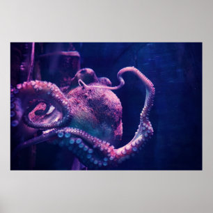 Poster Octopus