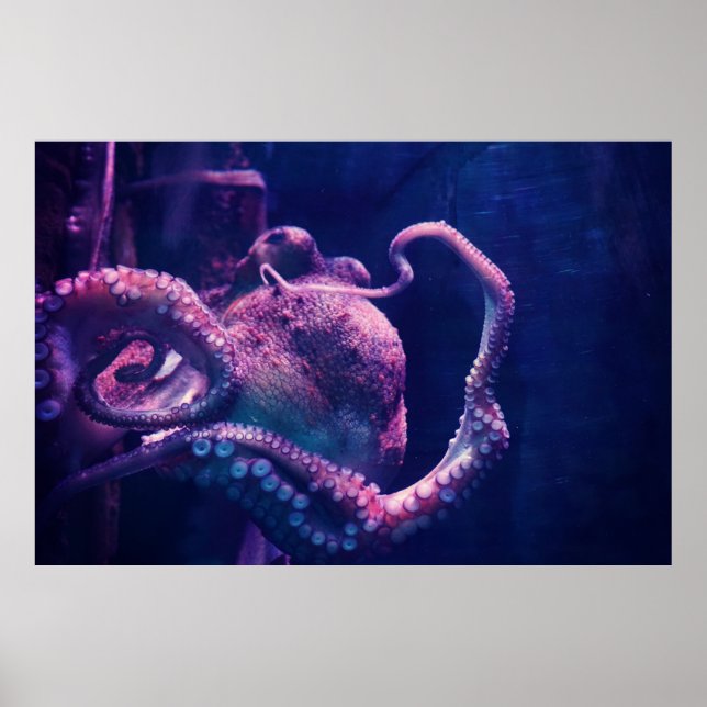 Poster Octopus (Frente)