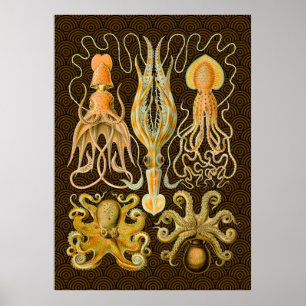 Pôster Octopus de Vintage Cephalopods