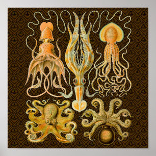 Poster Octopus de Vintage Cephalopods