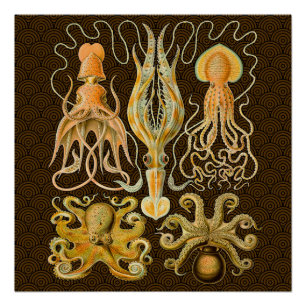 Pôster Octopus de Vintage Cephalopods