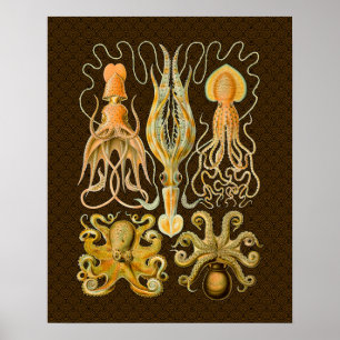 Poster Octopus de Vintage Cephalopods