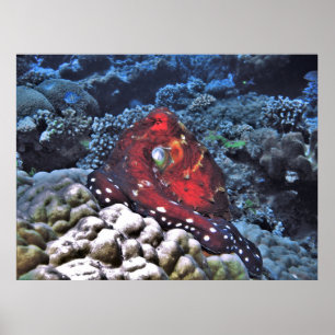 Poster Octopus Dia