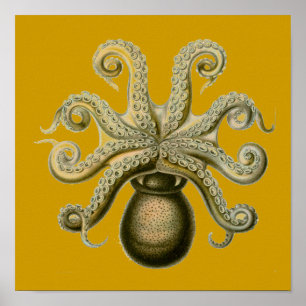 Pôster Octopus Haeckel
