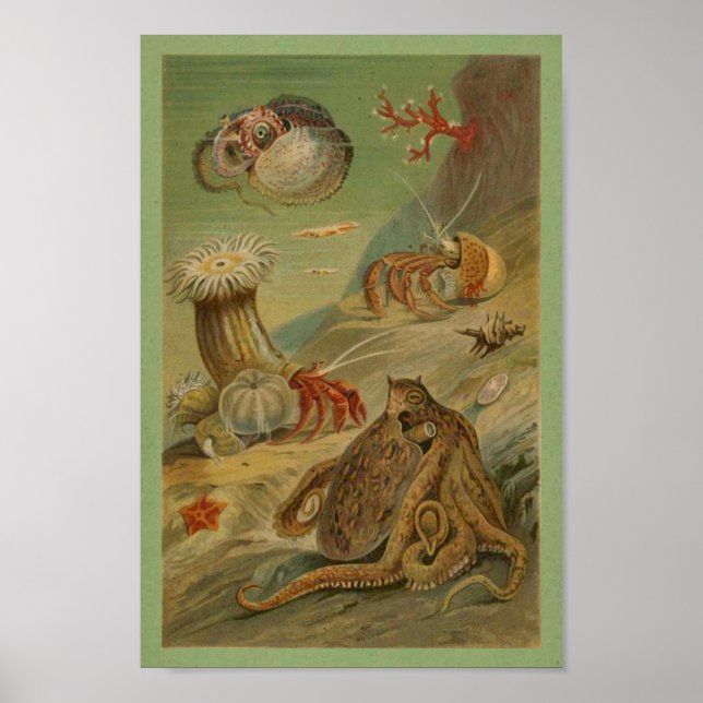 Poster Octopus, Ilustração de Anêmonas Marinhas (Frente)