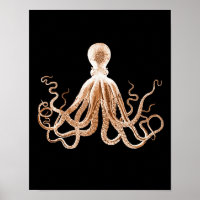 Octopus kraken litoral oceânico negro
