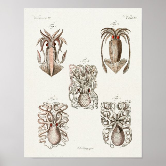 Poster Octopus Lula Cephaloposo Mar Criaturas Arte Impres (Frente)