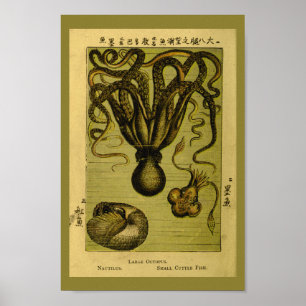 Poster Octopus Nautilus Vintage Sea Creatures Art Impress