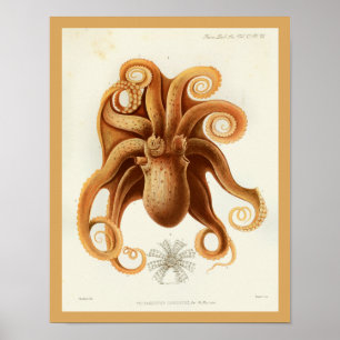 Pôster Octopus Orange Cephalopome Sea Creatures Art Impre