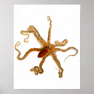 Pôster Octopus Print No.3 Cephalopod Sea Creature Art