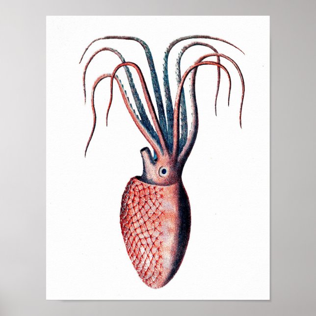 Pôster Octopus Print No.4 Cephalopod Sea Creature Art (Frente)