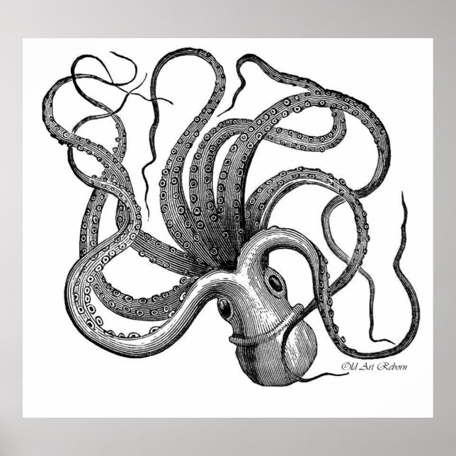 Pôster Octopus Reprodutor (Frente)