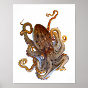 Pôster Octopus Sea Creature Print
