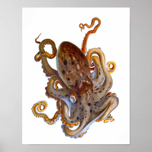 Pôster Octopus Sea Creature Print (Frente)