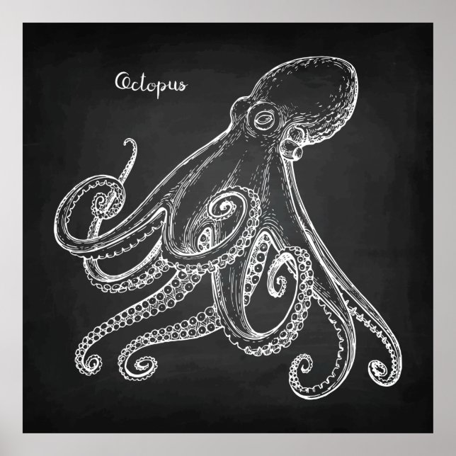 Poster Octopus Sketch (Frente)