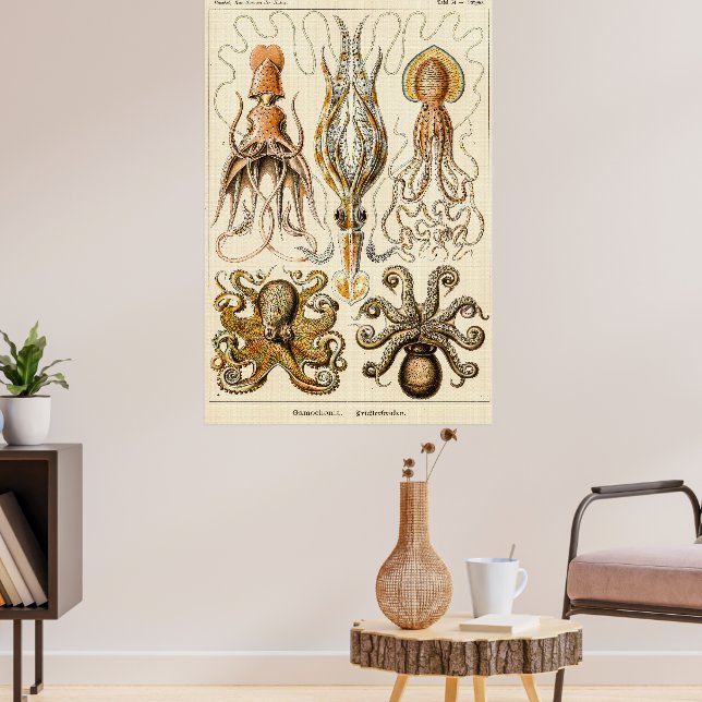 Poster Octopus Squid Gamochonia por Ernst Haeckel (Sala de Estar 3)