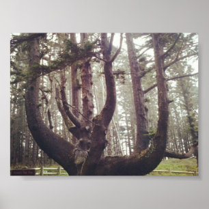 Poster Octopus Tree, Cape Meares, Oregon