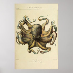Poster Octopus Vintage - Esquema Zoológico