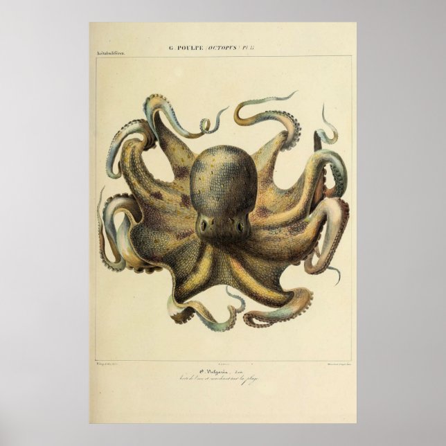 Poster Octopus Vintage - Esquema Zoológico (Frente)