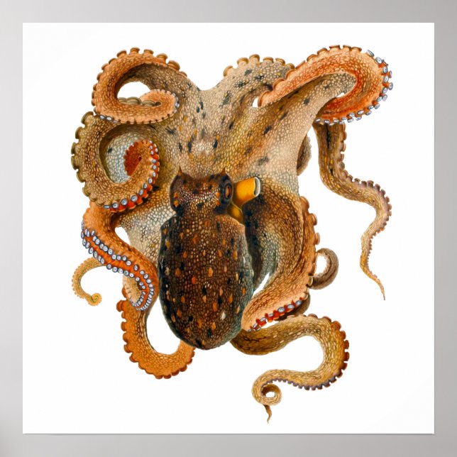 Poster Octopus Vulgaris Merculiano (Frente)