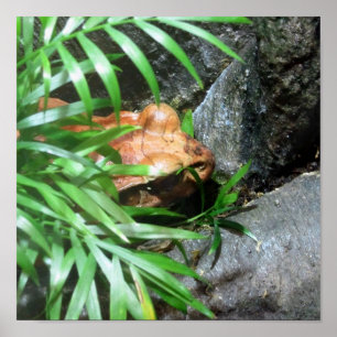 Pôster Ocultar Sapo