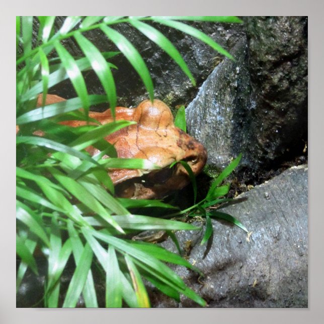 Pôster Ocultar Sapo (Frente)