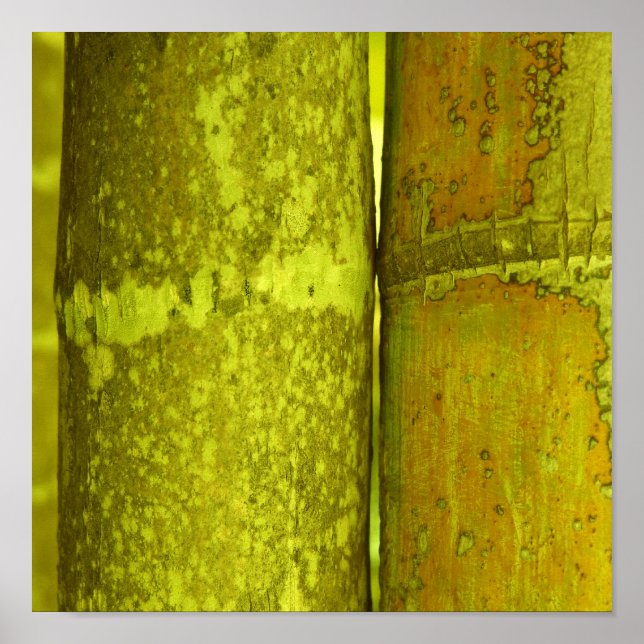 Pôster Ode para Bamboo (Frente)