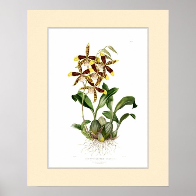 Pôster Odontoglossum grande, fronteira personalizada (Frente)