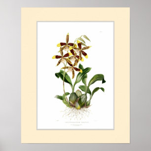 Pôster Odontoglossum grandioso, beira feita sob encomenda
