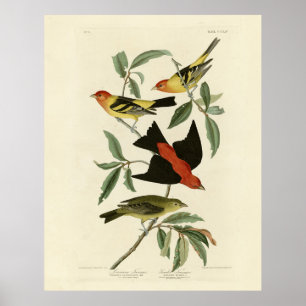 Poster Oeste, Scarlet Tanagers Audubon Birds da América