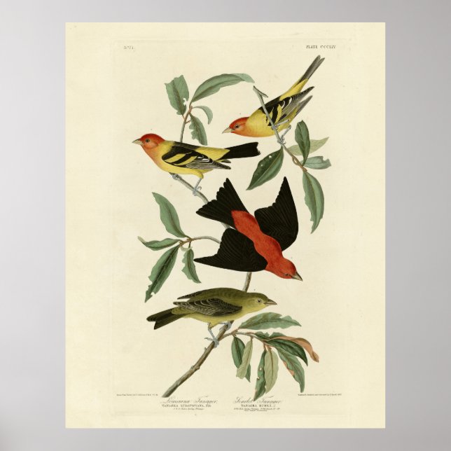 Poster Oeste, Scarlet Tanagers Audubon Birds da América (Frente)