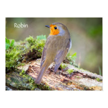 Poster of European Robin on log