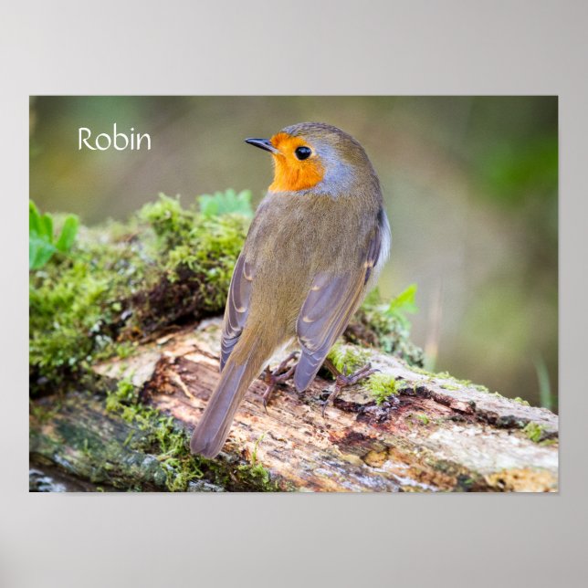 Poster of European Robin on log (Frente)