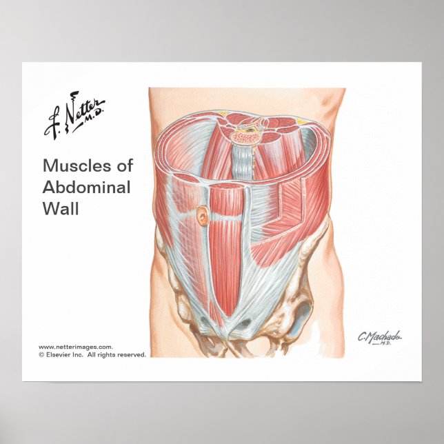 Poster of Muscles of Anterior Abdominal Wall (Frente)
