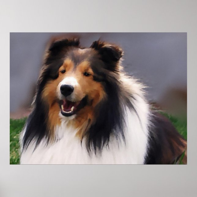 Pôster Ofertas de arte Shetland Sheepdog (Frente)