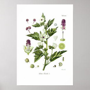 Pôster Officinalis de Althaea