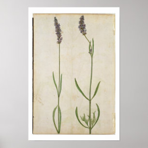 Poster Officinalis do Lavandula (lavanda inglesa velha),