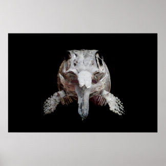 Poster Oftalmosaurus