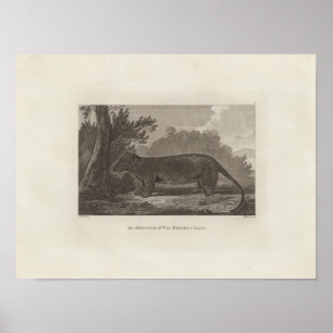 Pôster Ogambá, Terra de Van Diemen, Tasmânia