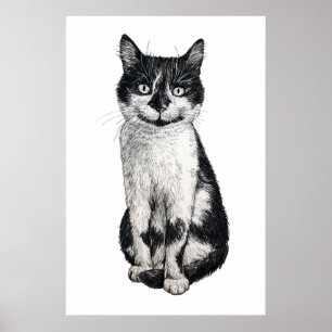 Poster Ogie o gato