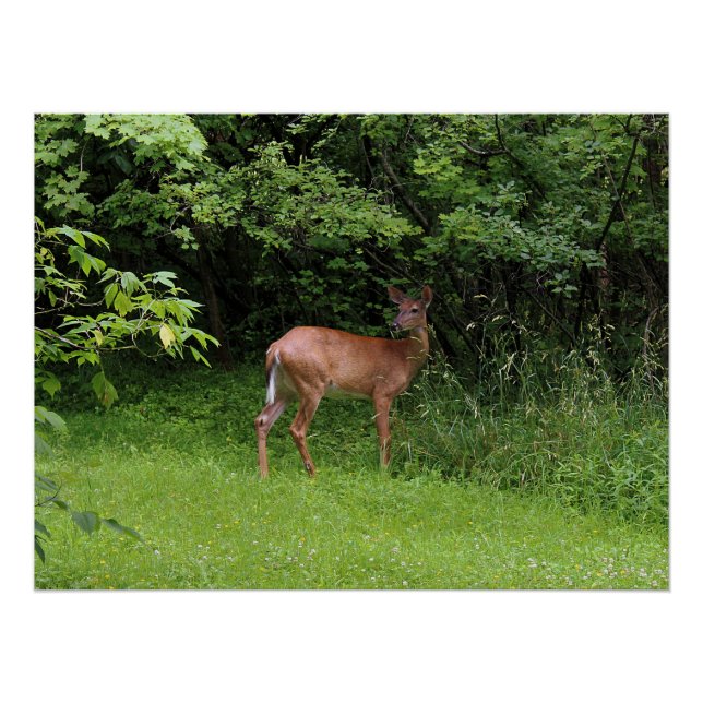 Pôster Oh cervos! (Frente)