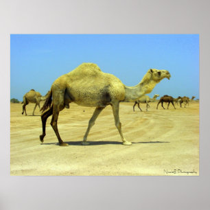 Poster Oh dia feliz - camelos no deserto