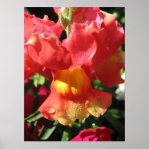 Poster Oh Snap! Dragon