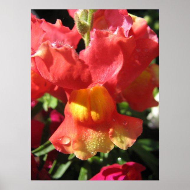 Poster Oh Snap! Dragon (Frente)