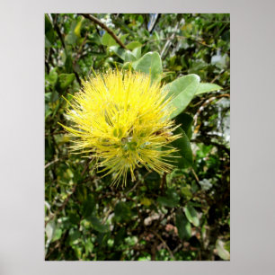 Pôster Ohia amarelo Lehua