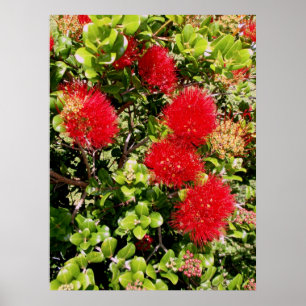 Poster Ohia Lehua