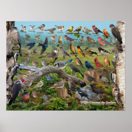 Poster Oiseaux du Québec